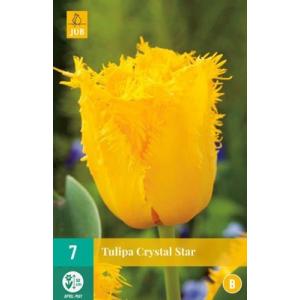 Tulipán kristály csillag 'B'