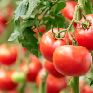 9 tipp profi kertészektől a paradicsomtermesztés javításához