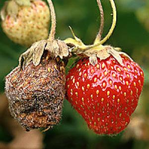 Botrytis (szürkerothadás) a szamócán