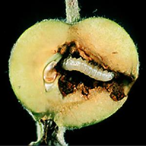Apple piperelly