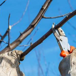 Fák metszése: Mikor és hogyan kell helyesen elvégezni?