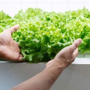 Hidroponikus növénytermesztés: gyakorlati útmutató és gyakorlati példák