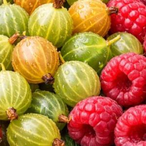 A gyümölcsbokrok tavasz előtti metszése: hogyan kell metszeni a ribizlit, az egreseket és a málnát?