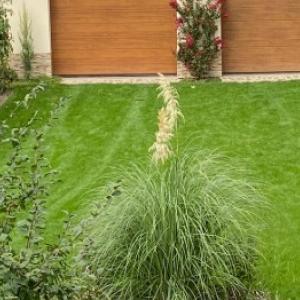 Pampafű: gondozás és tavaszi metszés a virágzás elősegítésére