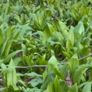 Hogyan termesszünk medve fokhagymát otthon, és ne keverjük össze az erdei gyöngyvirággal?