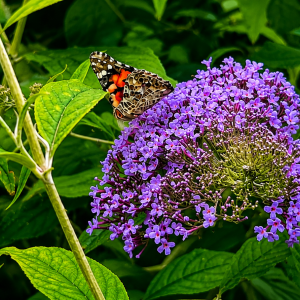 Miért nem virágzik a buddleia? Termesztés, metszés és tippek a bőséges virágzáshoz