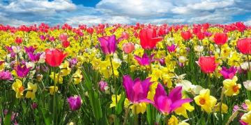 Már ősszel gondoljon a tavaszi hagymákra. A fagy előtt ültetik őket