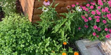 Neked is nőnek gyógynövények a kertedben? Fedezze fel őket a levéltetvek előtt