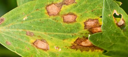A krizantémok Septoria levélfoltossága