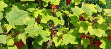 Teljes útmutató a ribizli termesztéséhez: ültetés, metszés, kártevők