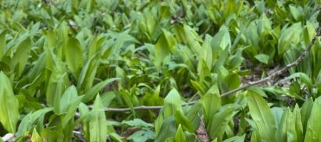 Hogyan termesszünk medve fokhagymát otthon, és ne keverjük össze az erdei gyöngyvirággal?