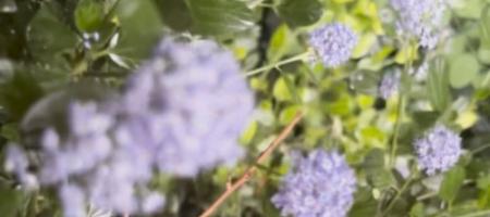 Kaliforniai orgona egy szlovák kertben: hogyan kell termeszteni a ceanotot